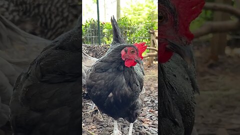 How do chickens stay cool in the summer heat? -WATCH NOW-