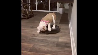 Bulldog Puppy Shows Robot Vacuum Who's The Boss