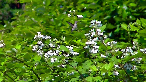 IECV NV #641 - 👀 Hummingbird Working The Flowers On The Sticker Bushes 🐥6-19-2018