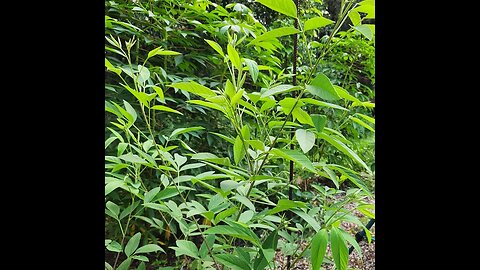 Florida Plant Profile #6: Pigeon Peas