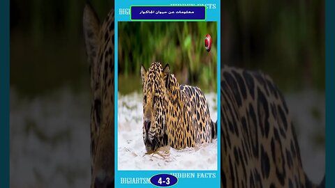 معلومات هن حيوان الجاكور 3 4