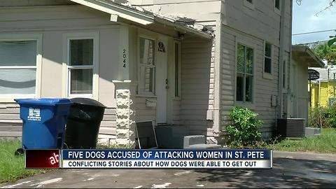 Five pit bulls bite two people in St. Pete