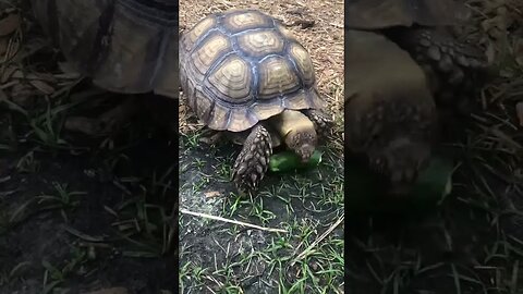 How to eat a zucchini in under 30 seconds #tortoise #sulcata #sulcatatortoise #zucchini #shorts