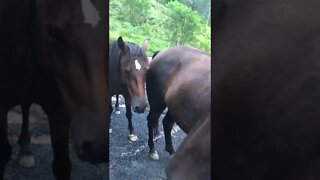 Visit with horses and Henry comes back from his morning run