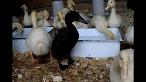 I recorded Ducks drinking Water From Underwater They almost fight with Leghorn chicks