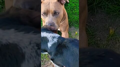 Pitbull and Wiener Dog 🐕 Dog Sitting Jo-Jo #pets #dogs #pitbulldog #dachshund #shorts