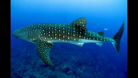 people swimming with whale shark