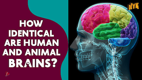 How different is human brain from animal brain? *