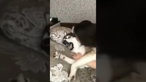 Dog 🐶 funny reaction 🤣 when her Owner taking kiss 😂 | #Shorts #Animals #Dog