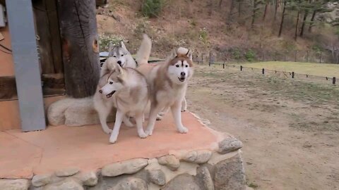 Husky friends who are having fun in hanok. Isn't it very cute?