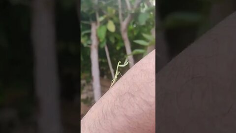 Watch Weird Mantis Dance, Moves and Jumping