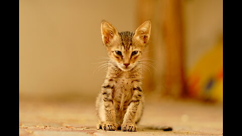 Cute kitten playing