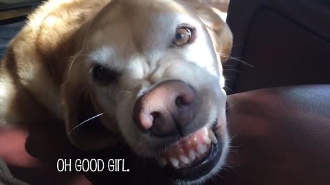 This Is Why Golden Retriever Puppies Are The Best