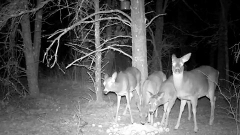 Deer avoidance of IR and Black Flash Trail camera (part 2)