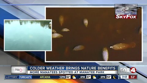 Florida Manatees find refuge at Manatee Park during colder weather