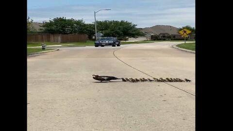 DUCK DANGEROUS CROSS ROAD