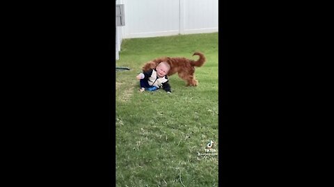 Funny dog and children