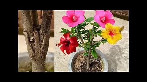 Grafting techniques to get multiple colours hibiscus flowers in one plant