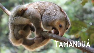 Tamanduaí, o menor dos tamanduás