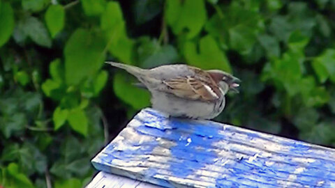 IECV NV #588 - 👀 Male House Sparrow At The Bird Bath 5-18-2018