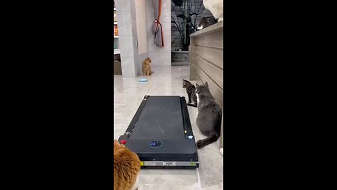 Funny workout cats