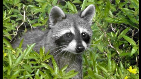 Raccoon tests positive for rabies in suburban West Palm Beach