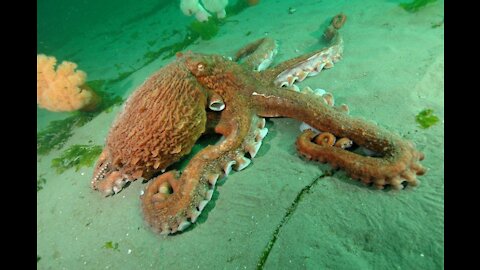 Octopus