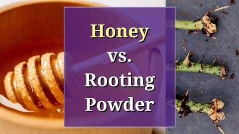 Honey vs Rooting Powder: A Propagation Trial