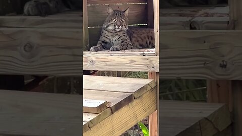 #259 Ariel Bobcat Lounging in her Platform Hut