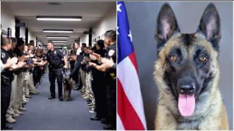 Cão-polícia retirado tem direito a guarda de honra