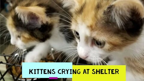 Kittens Crying at Adoption Shelter