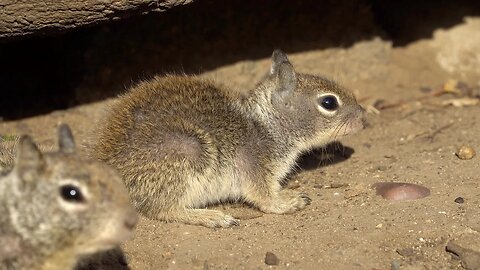 CatTV: Teenage Squirrel 2