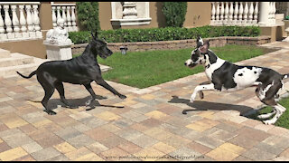 Happy Great Danes Enjoy Their Sunday Newspaper Fun Run