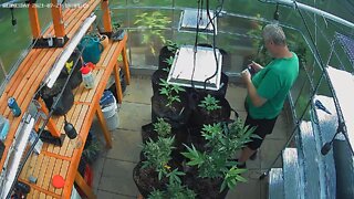 Greenhouse grow