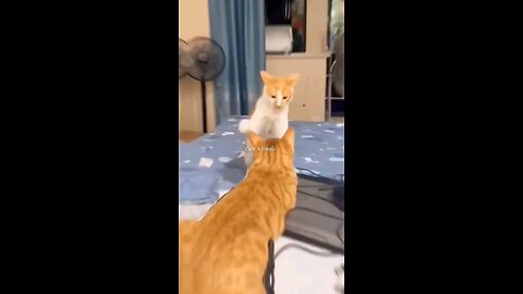 funniest_animal_cute_kitten_puupy_dog_ Fighting_🤣🤣🤣🤣😱