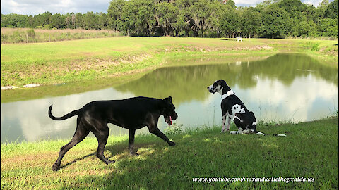 Great Danes Have Fun Splashing and Dashing Through Water and Dirt