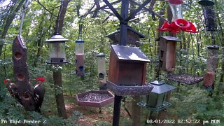 Pileated Woodpecker family