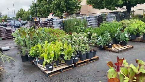 Palms and exotics are in at Portland area big box stores.