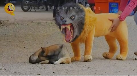 Troll prank dog funny &fake lion and fake tiger prank to dog & huge box prank to dog