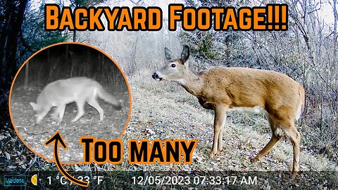 Backyard TRAILCAM Footage!!!