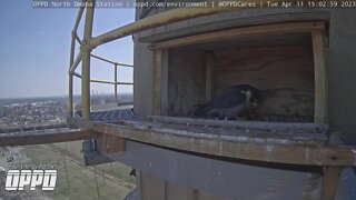 Falcon nest Omaha North Station