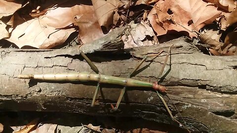 Megaphasma denticrus..Giant Walkingstick