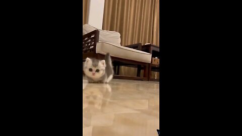 new bone baby cute cat | Cute animal videos I