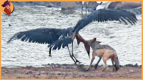 Moments Of Jackals Stealing Foods From Other Hunters