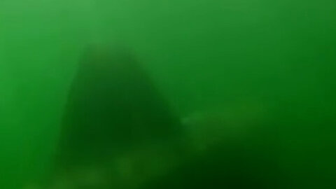 Did these divers just film the real Submarine Shark