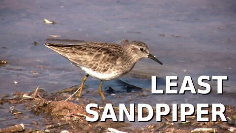 Least Sandpiper - calidris minutilla