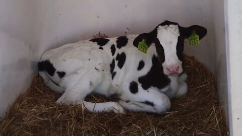 Calf lies on the straw in the aviary