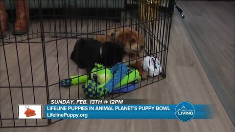 Puppy Bowl on Feb 13 @ 12pm // Lifeline Puppy