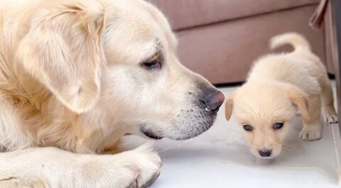 Golden Retriver Meets a puppy like himself