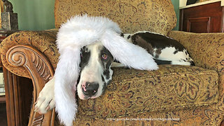 Cat Ignores Great Dane Wearing Easter Bunny Ears